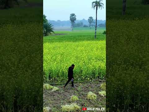 সরিষার ক্ষেত ll Mustard field ll Drone Short- Jashor