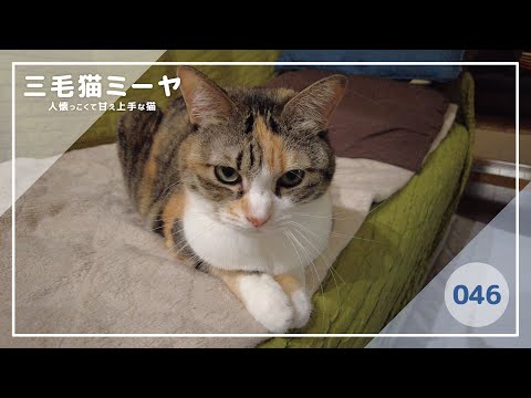 【猫好き必見！癒しの三毛猫動画】遊んでいたらテレビ画面に映る動画が気になる♪三毛猫ミーヤちゃん