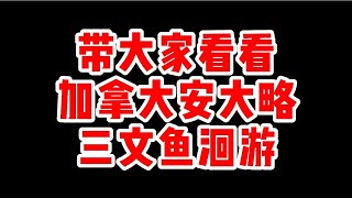 带大家看看加拿大安大略的三文鱼回游#加拿大 #多伦多 #海外生活 #移民 #三文鱼回游