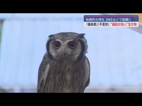 SNSでも話題に！「福が来る来る」伊那下神社の人気者は…静岡・松崎町