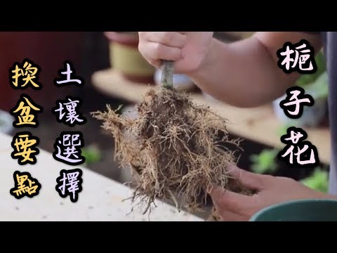 【天天小花農】梔子花，每年給它換一次盆時，換盆注意要點和如何選擇土壤