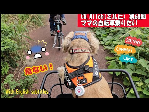 第68回ママの自転車乗りたい　Milch wants to ride mommy's bike.