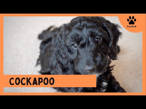 Cockapoo : Why You should Get A Cockapoo Dog