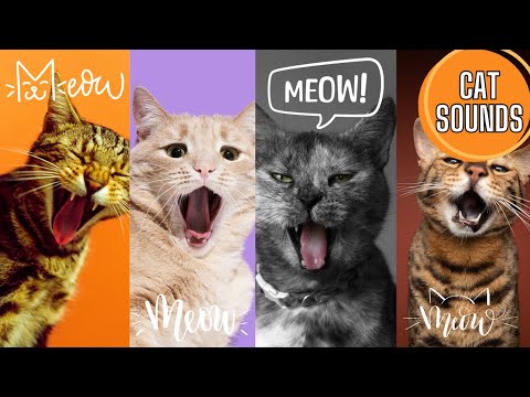 CAT SOUNDS FOR KIDS | Dive into the Wonderful World of Cat Breeds | Explore Sounds and Sights!