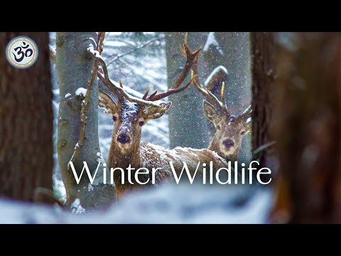 Winter Wildlife, Relaxing Music, Remove Negative Thoughts & Emotions, Anti Anxiety, Positive Energy