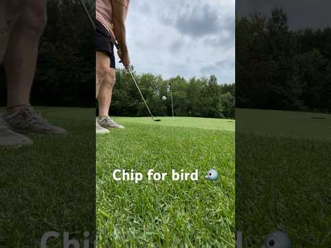 Chip for Bird 🐦 #golf