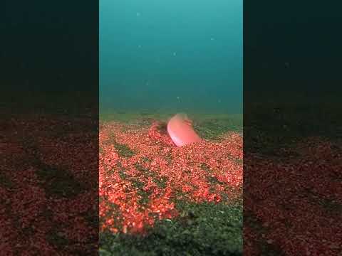 【神奈川 ダイビング ライセンス】海の中で見る魚の面白い行動♪動画を撮ろうと思ったら気づかれて、逃げられました🤣