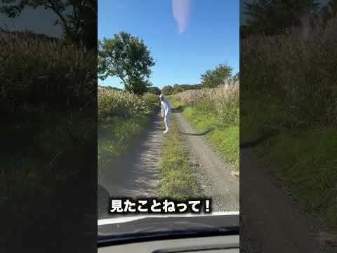 なにこれ？！北海道の林道で見たことない"謎の生物"に遭遇#shorts