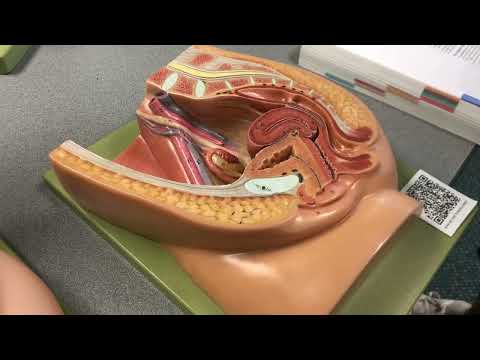 Female Reproductive System ￼(Anatomy & Physiology I: BIO)