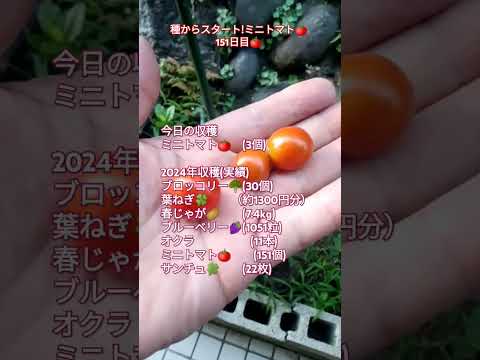 種からスタート!ミニトマト🍅151日目🍅 #shortsfeed #家庭菜園 #種から育てる #ミニトマト収穫