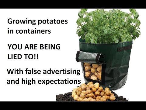 Growing potatoes in containers YOU ARE BEING LIED TO!!