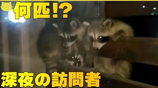 【“深夜の訪問”】住宅街にアライグマ！？…危険性は？ 鳥取