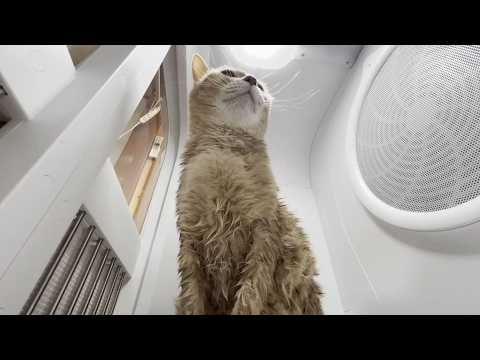 Would you like to feel like you're in the dryer house with my cat?