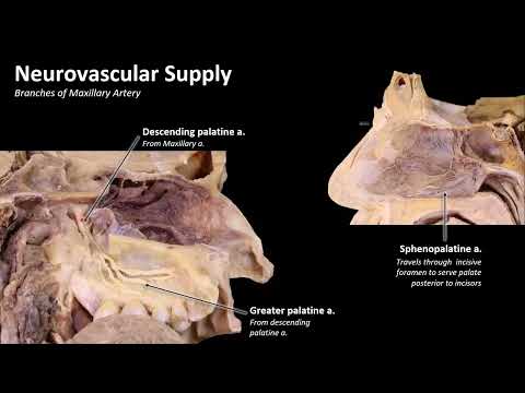 7 Hard palate