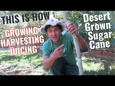 How to Grow + Juice Tropical Sugar Cane in the Non-Tropical Desert