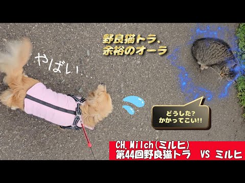 第44回野良猫トラ VS ミルヒ　 #カニンヘンダックス  #ダックスフンド  #子犬  #ミニチュアダックス  #犬のいる暮らし #ペット動画  #dog #猫　#cat #cutedog