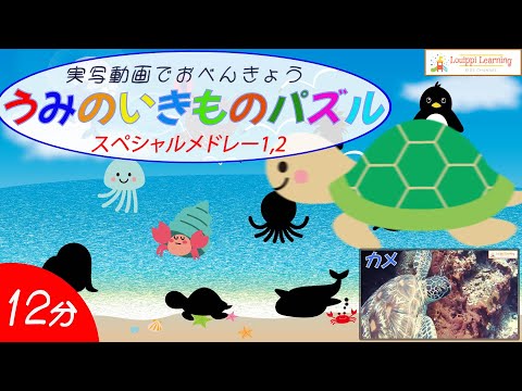 Puzzles & live-action videos Medley Flashcards Learn sea creatures in Japanese