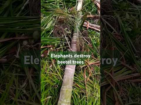 #travel #nature #love #elephants destroy beetle trees 🎄