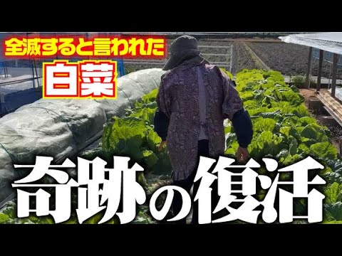 【白菜全滅の危機？からの復活】【白菜】【軟腐病】【窒素過多】【リン酸】