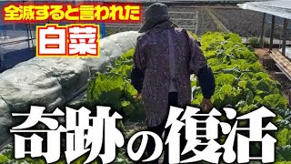 【白菜全滅の危機？からの復活】【白菜】【軟腐病】【窒素過多】【リン酸】