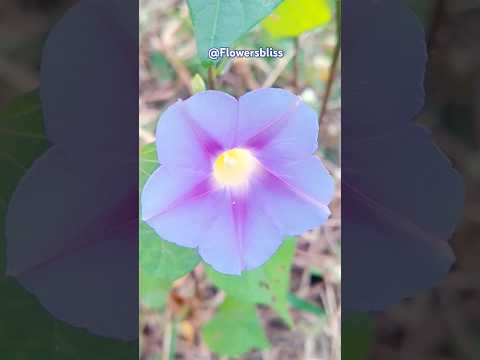 Morning glory blue flowers #shorts #morningflowers #flowers #nature