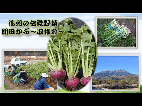 信州🍎食の伝言板　第３弾　信州の伝統野菜「開田かぶ 収穫編」