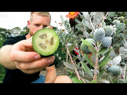 Feijoa Growing Tips and 1 Year Update - (Pineapple Guava)