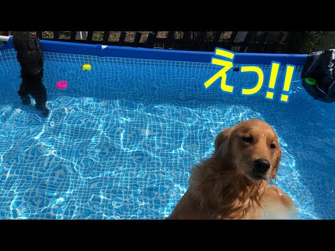 お客様の犬たちと庭のプールで遊ぶゴールデンレトリバーの犬がおもしろい