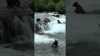 Bears Catching Salmon  #bearhugs #animallover #wildlifemoments