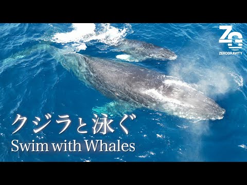 【奄美大島】クジラを間近で見れる？！ホエールウォッチング・スイムツアー｜ドローン空撮映像