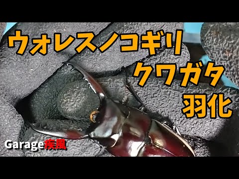 ウォレスノコギリクワガタ　羽化　マット飼育　#クワガタ