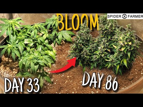 How I Grow E3- Northern Lights Auto - How My Plant Survived 15 days absense - Spiderfarmer SF4000