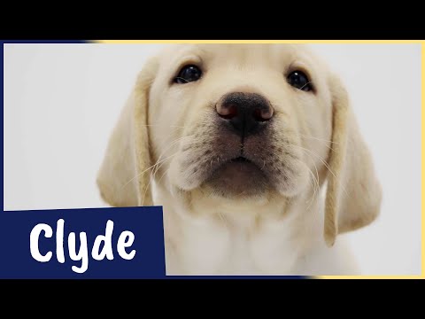 Meet our latest Sponsor a Puppy trainee Clyde