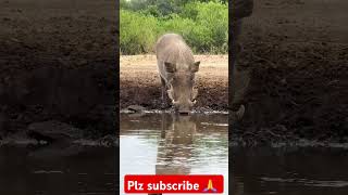 #animals #wildlifemoments #nature #wildlife #wildlifecaptures #africanwildlife #viralvideo