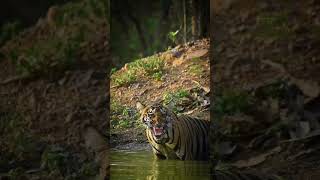 #youtube #wildlife #youtubeshorts #tiger #wildlifemoments #wildlife #shortvideo #tiger