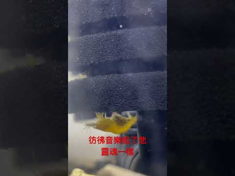 水族箱的日常盡情搖擺！！