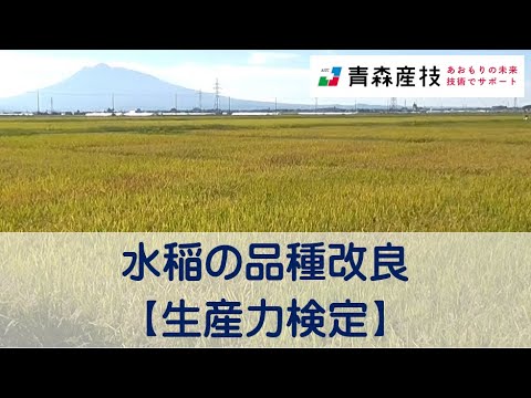 水稲の品種改良（生産力検定）AS21【農林総合研究所】