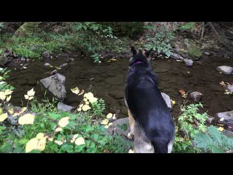 Ep184 Fall 2020  Off-leash hiking with German Shepherd - Kara - Hiking with Dog in the wilderness