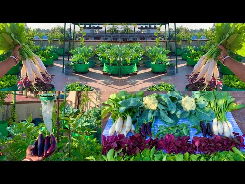 Massive Organic Winter Vegetables Harvesting From My Rooftop Garden// Harvesting Organic Vegetables