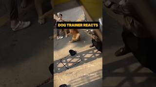 ⚠️ DOG TRAINER REACTS ⚠️ - Dog fight #dog #dogreaction #reaction