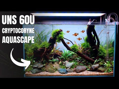 I MADE AN AQUASCAPE WITH JUST CRYPTOCORYNE