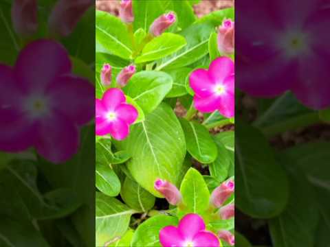 വിങ്കാ റോസ് തണ്ടു മുറിച്ചു തൈകൾ# Kerala garden ideas #youtubeshorts #trendingshorts