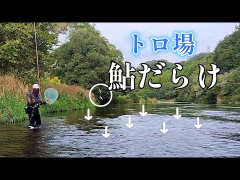 終盤でも楽しい鮎の友釣り／愛知県矢作川