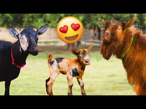 OMG, never thought we'd ACTUALLY get this color combo! (miniature goat birth)