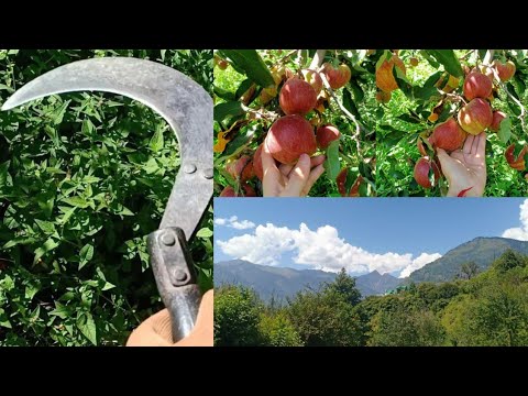 Apple picking||Cherishing childhood memories||Jhumka||kulluManali||