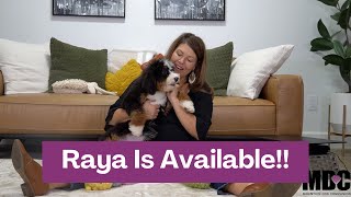 Raya Our Beautiful F1 Mini Bernedoodle Puppy | She is still availbable!!