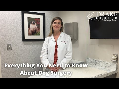 Everything You Need to Know About Dog Surgery