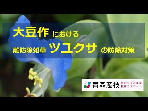 大豆における難防除雑草ツユクサの防除対策 AS26【農林総合研究所】