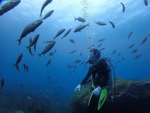 魚群！！初島ダイビング　2017年8月29日