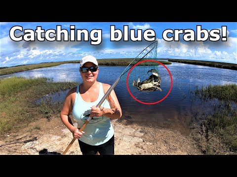 Catching blue crabs by hand and dip net!